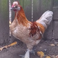 schiefa (@schiefa1) 's Twitter Profile