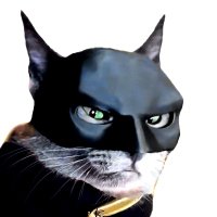 BatCat on Base (@batcat_onbase) 's Twitter Profile