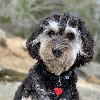 Jesus is my Lord & Savior ✝️ Proud Mom & Gramma ❤️ Patriotic Mainer🌲 Daughter of an Army Vet 🇺🇸 My dog is my best friend 🐕🦺
🚫 NO DMs🚫