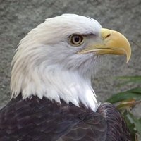 Bird Enthusiast (@nova_thebudgie_) 's Twitter Profile Photo Bird Enthusiast (@nova_thebudgie_) 's Twitter Profile Photo