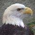 Bird Enthusiast (@nova_thebudgie_) Twitter profile photo Bird Enthusiast (@nova_thebudgie_) Twitter profile photo