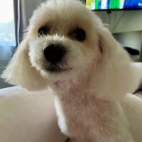 Clementine ❤️🐾🌹🦴 (@clement95648203) 's Twitter Profile Photo Clementine ❤️🐾🌹🦴 (@clement95648203) 's Twitter Profile Photo