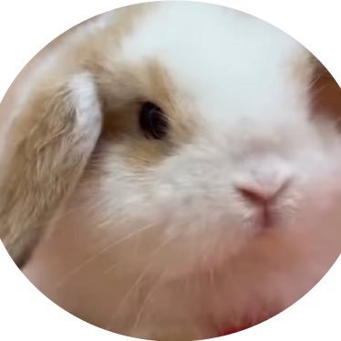 jI97lxov24yVOSA's profile picture. かわいいうさぎの日常を投稿／うさぎが大好き／うさぎの自慢をしたい／うさぎ画像うさぎ動画を載せたい／自由に好きな事を語りたい／自由に好きなものを描きたい／無断フォロー大歓迎／