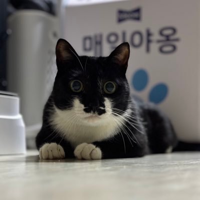 21년 4월생 추정 / 22.10.01부터 함께하는중😘 / 턱시도고양이 / 사지말고 입양합시다🐈