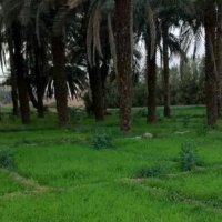 abo bader al julayfi (@naser5456) 's Twitter Profile