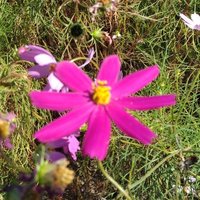 花手毬🍃 (@snmq1hck5p62621) 's Twitter Profile