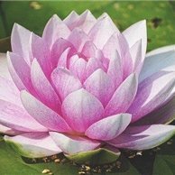 収入アップの秘訣や副業情報などお伝えしたりしています。私自身お金に苦労した経験から生活に苦しんでいる方を助けたいと思い、少しですが10万円プレゼント企画をしています★ フォロワーさん優先→ https://t.co/mWGVapcPR8