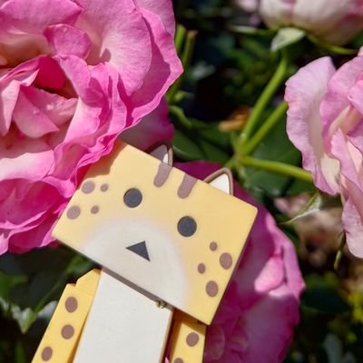 Taraさんのプロフィール画像