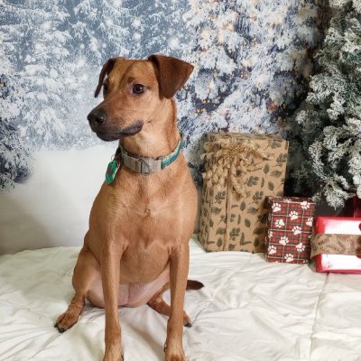 ThomWolfy's profile picture. formerly WThom86. he/him. pupper dad to a young Doberman mix and a young Rottie. plant dad. paranormal and crochet.