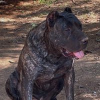 presacanario/kangal (@joseduardo25480) 's Twitter Profile