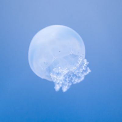 KAITEI0215's profile picture. KAITOです
マスターはくらげです