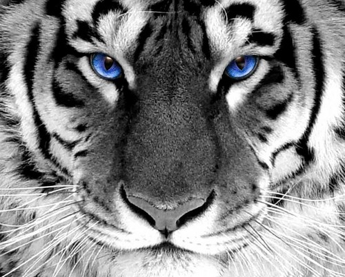 Dealers in Tees, Big Cats and Gold
#Pipe #AmbushOfTigers