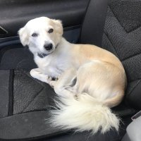 Simba_ReFi_Meme_Token (@simbarefidao) Twitter profile photo