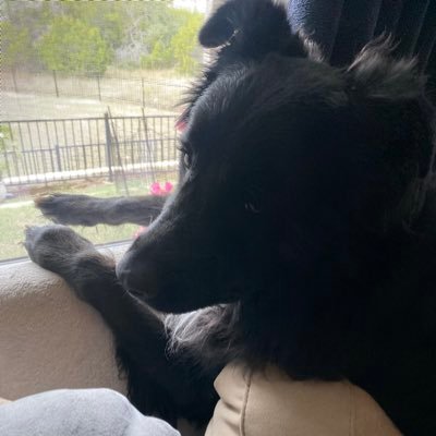 RED_ismycolor's profile picture. Macky 03/2001-6/2018 & Liam 7/2011-3/2022🌈. Seamus b. 2/4/22. Best brothers, best furiends, Mom’s best boys.🐕. #Lillow #pigposse #TheRuffRiderz #Murphysmob