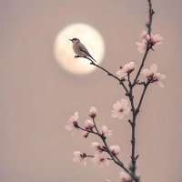 Yusuf (@yusuf2055405) 's Twitter Profile