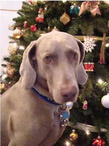 Hi my names Hugo and I'm a Weimaraner