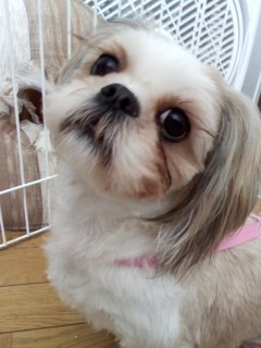 rurihota's profile picture. 薔薇と小鳥とピンクが大好き！パッチワーク、ガーデニング、手作り、雑貨好きです。日本手芸普及協会パッチワーク指導員。ミシンキルト指導員。