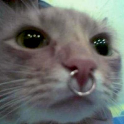 шляпа твой ротさんのプロフィール画像