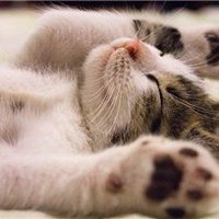 Kotoha (@kotoha1035596) 's Twitter Profile