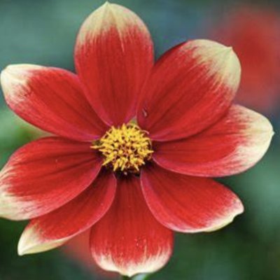 fshakir9905's profile picture. Women's Health Advocate