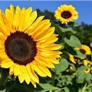 hanae1021778's profile picture. 副業の成功法を紹介中。副業を始めてみたい人に有益な情報を発信。少額ですが現金配布企画も実施中。 期間限定➡ https://t.co/YT2Ry1oYsr