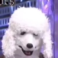 ベースボールプードル (@poodleboll) 's Twitter Profile