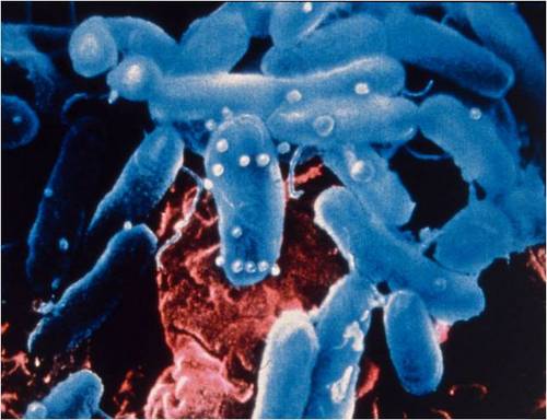 Pseudomonas Database