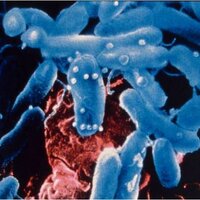 Pseudomonas Database (@pseudocap) 's Twitter Profile