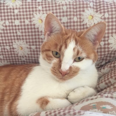 ぽぷらさんのプロフィール画像
