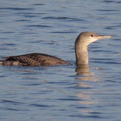 BwanaNdege68's profile picture. 