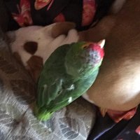 Redsunset30 (@redsunset30) 's Twitter Profile
