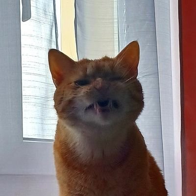 Nireisfine's profile picture. Hi ✨️