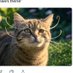 ネコのひげ🐈4月は週末も低浮上かも…です✨よろしく (@laim_no_hige) Twitter profile photo ネコのひげ🐈4月は週末も低浮上かも…です✨よろしく (@laim_no_hige) Twitter profile photo