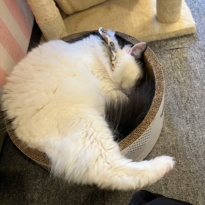 面白きことは良きことなり