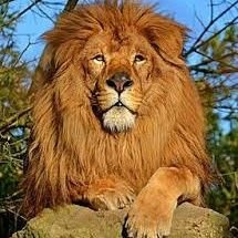 zgzgbdh's profile picture. وبالله نستعين وبالله نستغيث