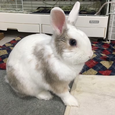 イヴ君とモイちゃんさんのプロフィール画像