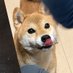 シーバ多頭飼い 麗ちゃん出産しました20240204 (@ringoooc5c5) Twitter profile photo シーバ多頭飼い 麗ちゃん出産しました20240204 (@ringoooc5c5) Twitter profile photo