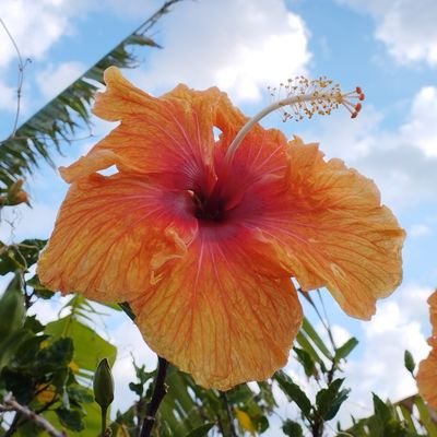 FrenchKat2's profile picture. 