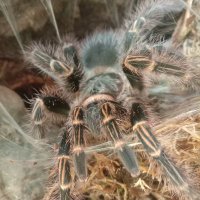 Tarantula Therapy (@trntl_thrpy) 's Twitter Profile