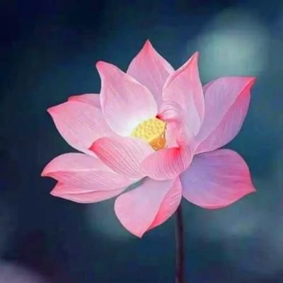 ZhangBan30360's profile picture. 