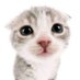 spushy (@spushy_) Twitter profile photo spushy (@spushy_) Twitter profile photo