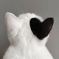 ‘Afraa (@ii3fw) 's Twitter Profile