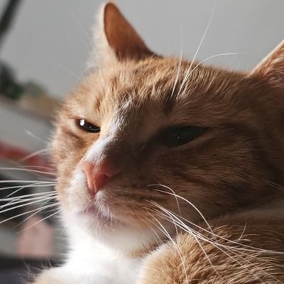 34, 6'5 dumb tall idiot. Paramore stan. Halo 3 best game. he/him. bisexual. 🏳️🌈 trans rights. 🏳️⚧️ | priv: @n00bSoda | pfp is my cat Cheddar