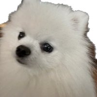 Pyonya - Pavel Durov's Dog (@pyonyadog) 's Twitter Profile