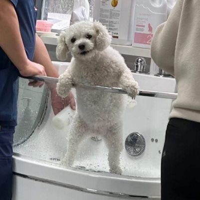 alfajordechisme's profile picture. Domingo de canelones  y misionero