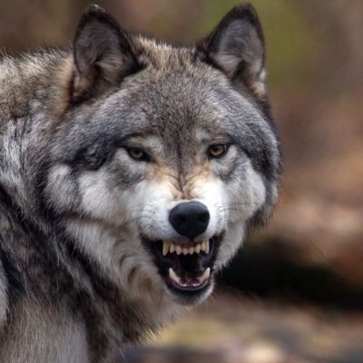 El lobo Viajeroさんのプロフィール画像
