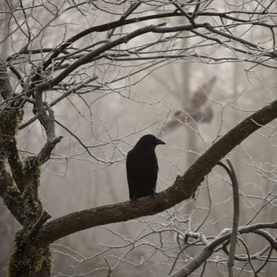 bombonperdido's profile picture. 