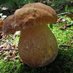 Boletes_SP (@rbamh1) Twitter profile photo