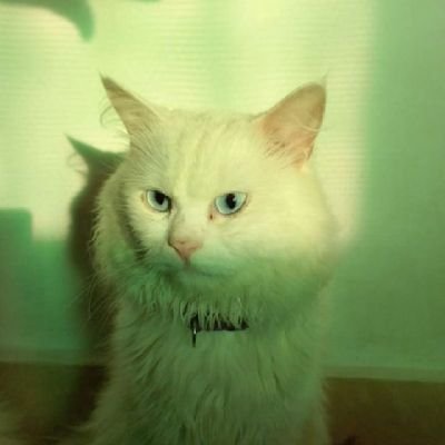 NehalPa15856139's profile picture. $BITCOIN | मांजरीप्रेमी | कोकणी माणूस 🌊 |
चार पावलांत मांजरांसोबतचं जीवन ❤️