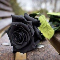 Mayar quotes (@egtbasghazal) 's Twitter Profile